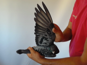 Pigeon image