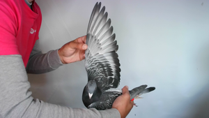 Pigeon image