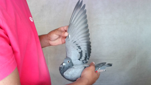Pigeon image