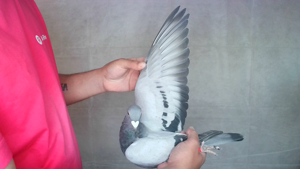 Pigeon image