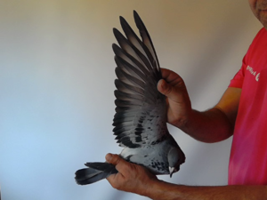 Pigeon image