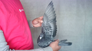 Pigeon image