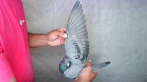 Pigeon image