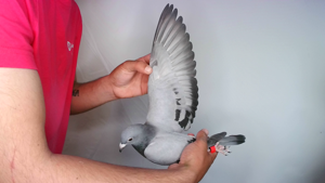 Pigeon image