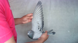 Pigeon image