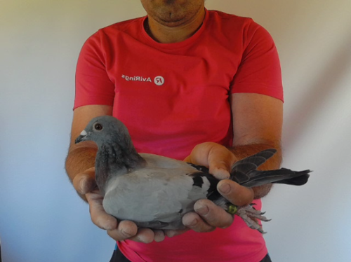 Pigeon image