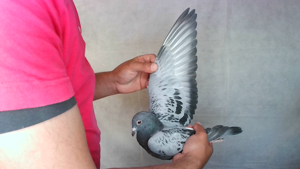 Pigeon image
