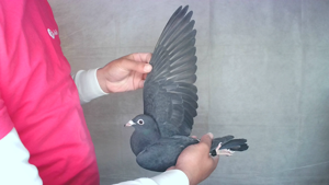 Pigeon image