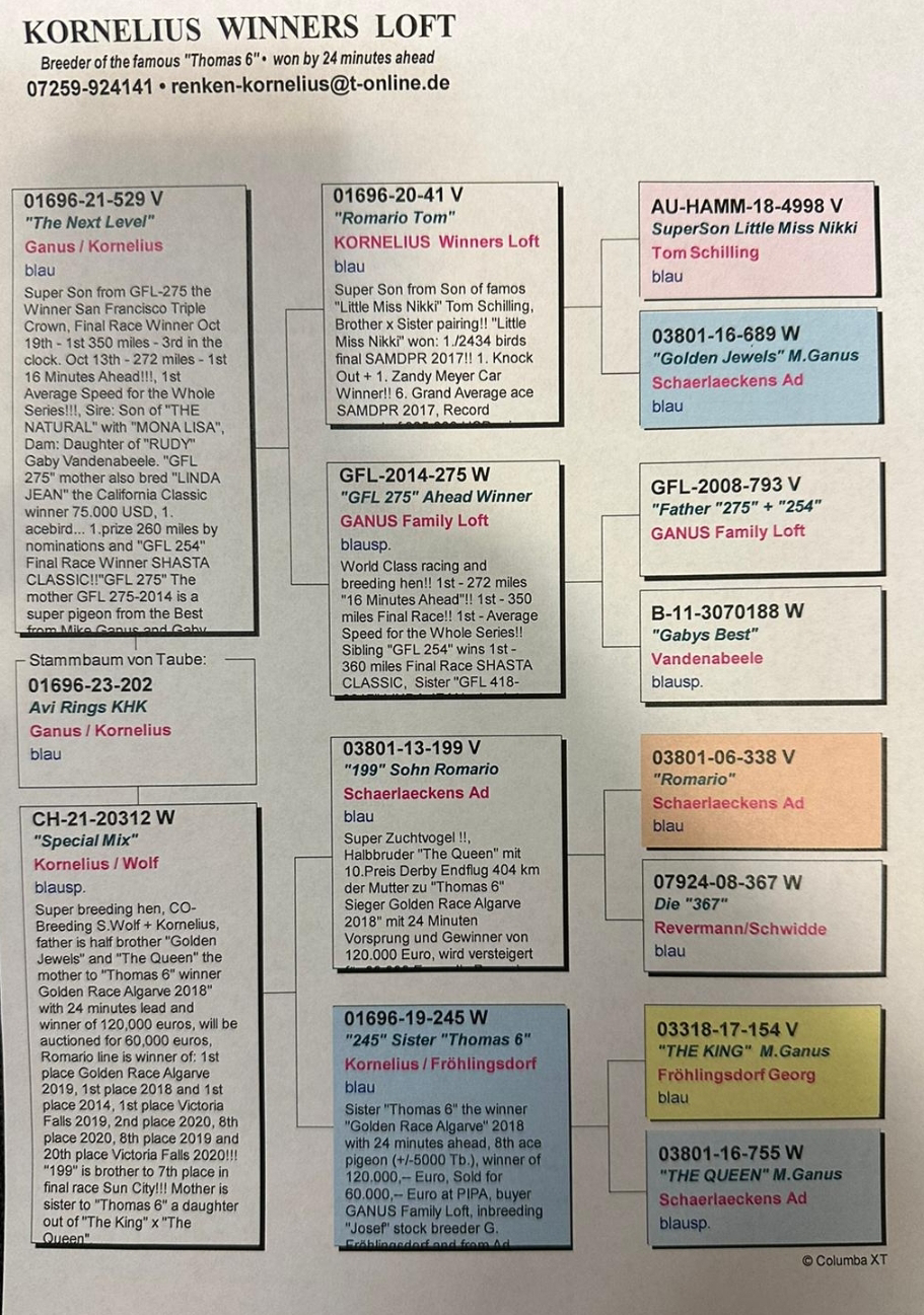 Pigeon pedigree image