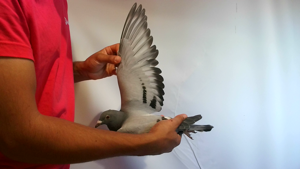 Pigeon image