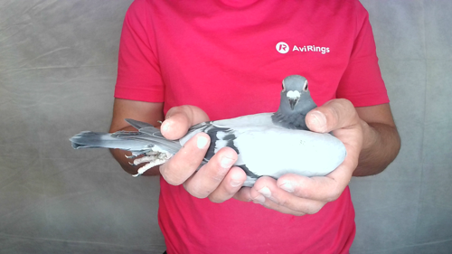 Pigeon image