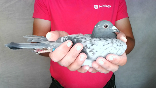 Pigeon image