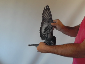 Pigeon image