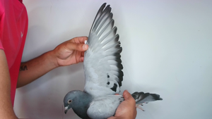 Pigeon image