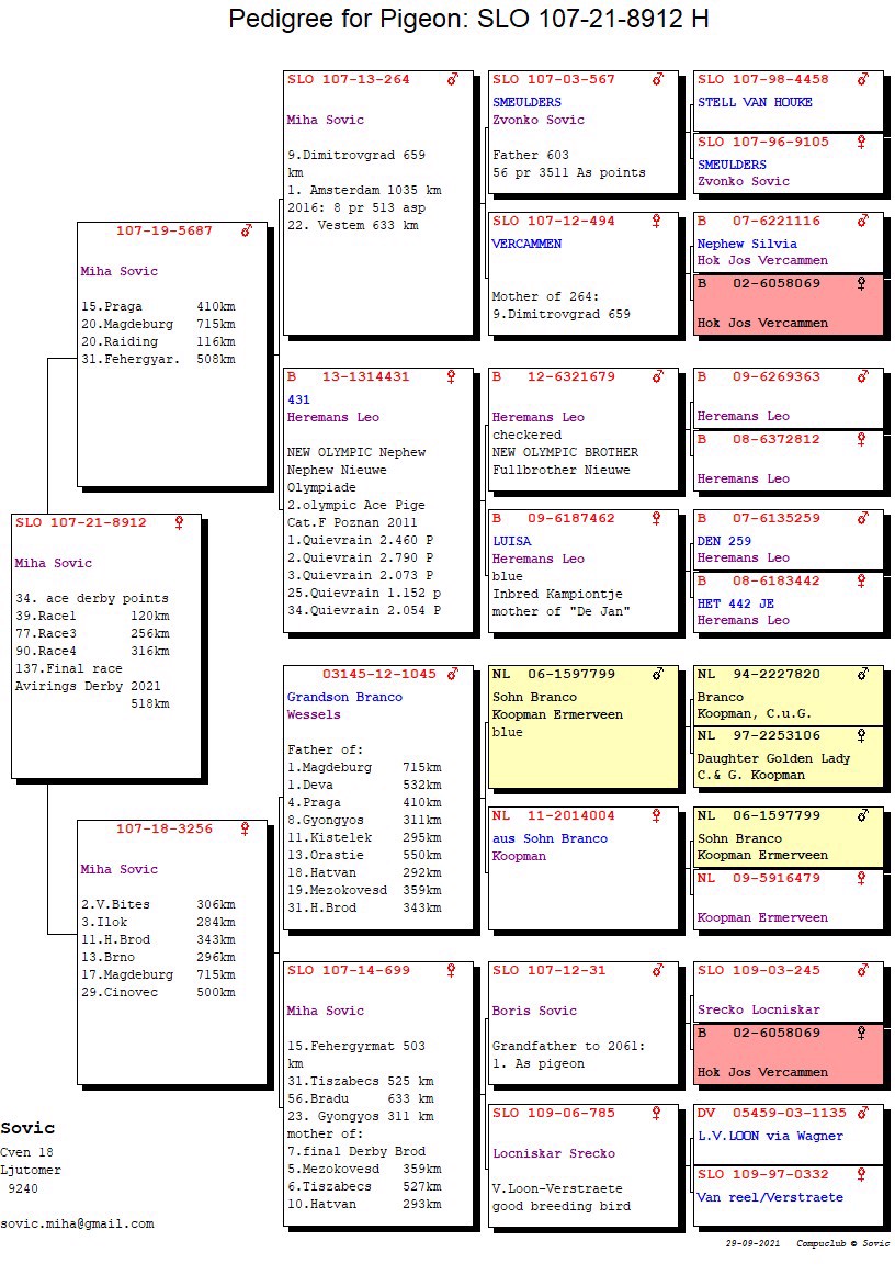 Pigeon pedigree image
