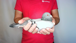 Pigeon image