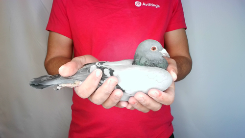 Pigeon image