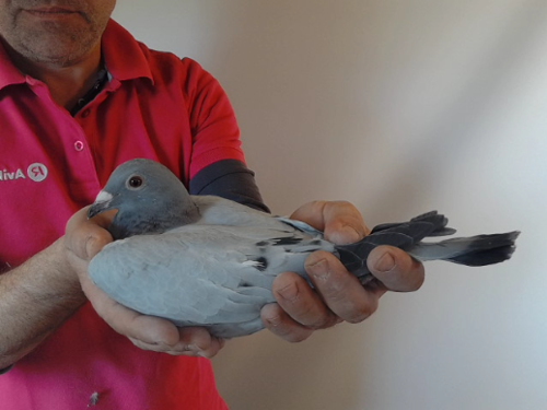 Pigeon image