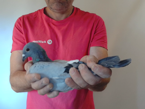 Pigeon image
