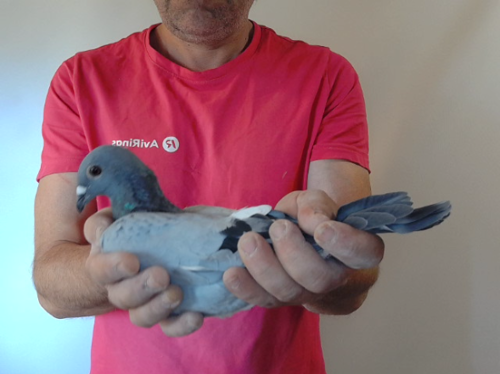 Pigeon image
