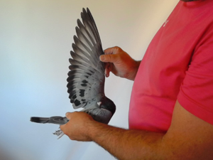Pigeon image