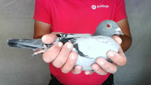 Pigeon image