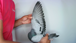 Pigeon image