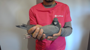 Pigeon image