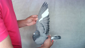 Pigeon image