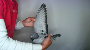 Pigeon image