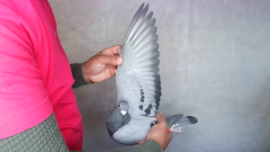 Pigeon image