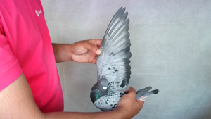 Pigeon image