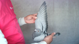 Pigeon image