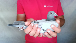 Pigeon image