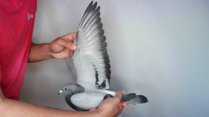 Pigeon image