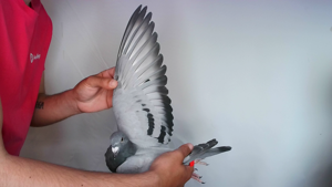 Pigeon image
