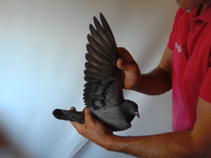 Pigeon image