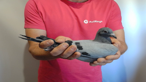 Pigeon image