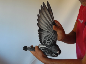 Pigeon image