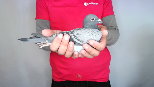 Pigeon image