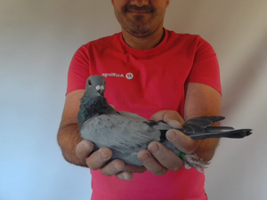 Pigeon image