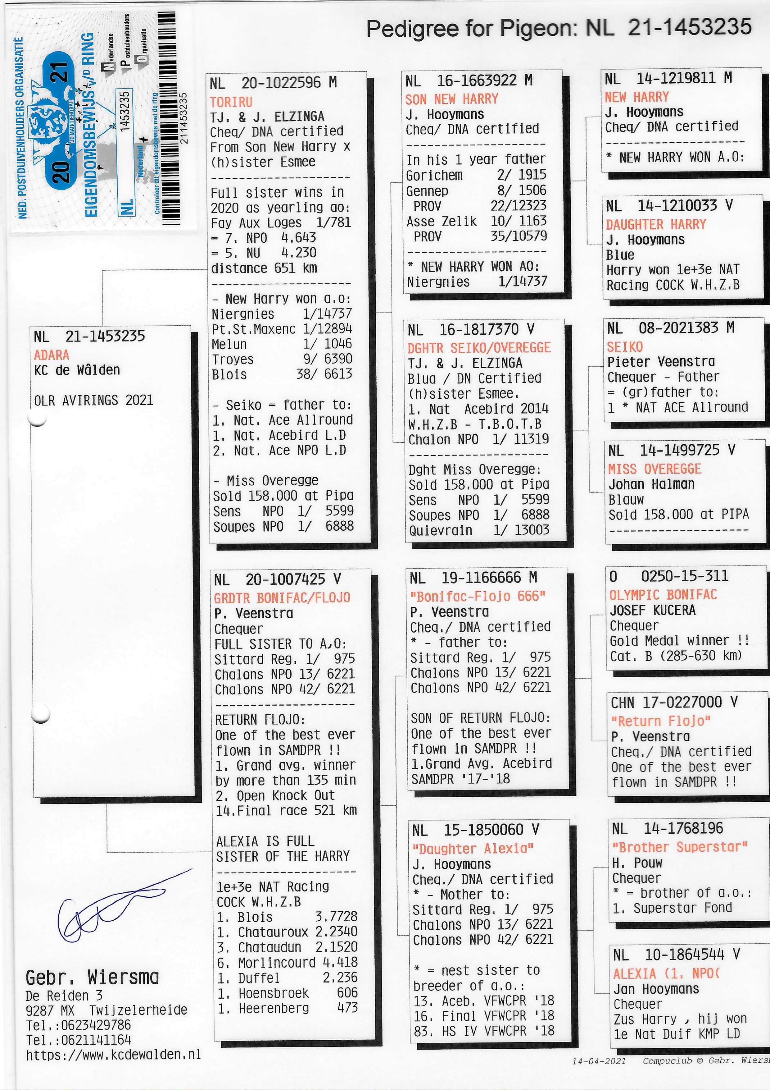 Pigeon pedigree image