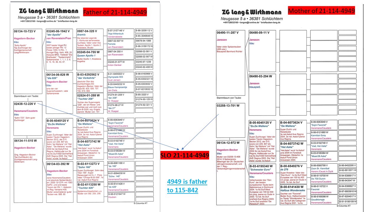 Pigeon pedigree image