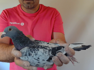 Pigeon image