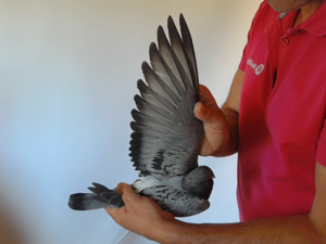 Pigeon image