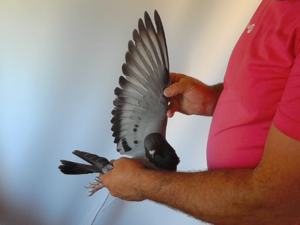 Pigeon image