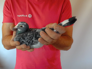 Pigeon image