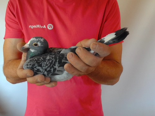 Pigeon image