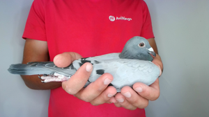 Pigeon image