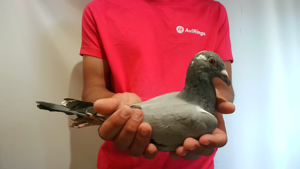 Pigeon image